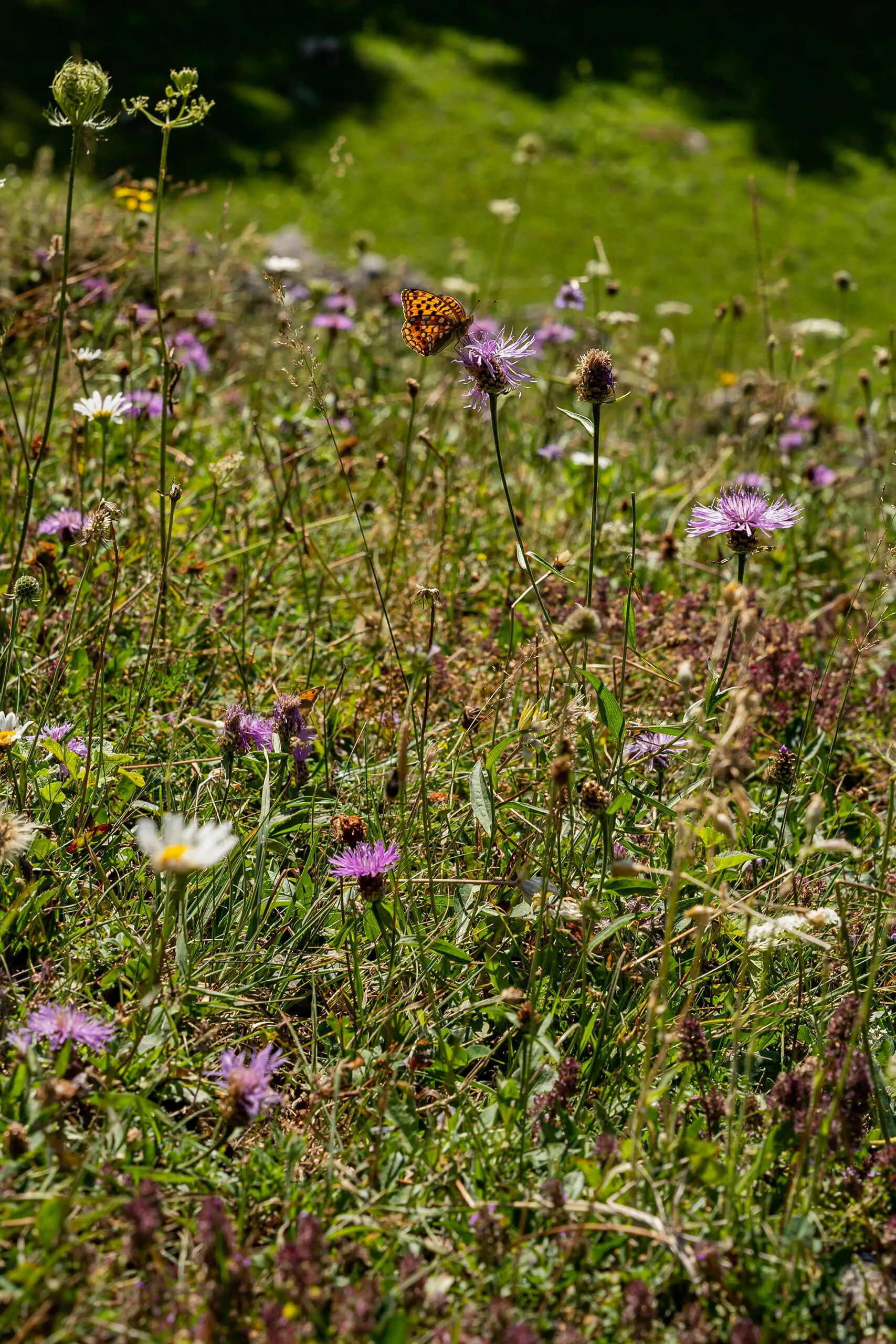 Schmetterling auf bunter Blumenwiese &ndash; Natururlaub in Flachauwinkl im Salzburger Land