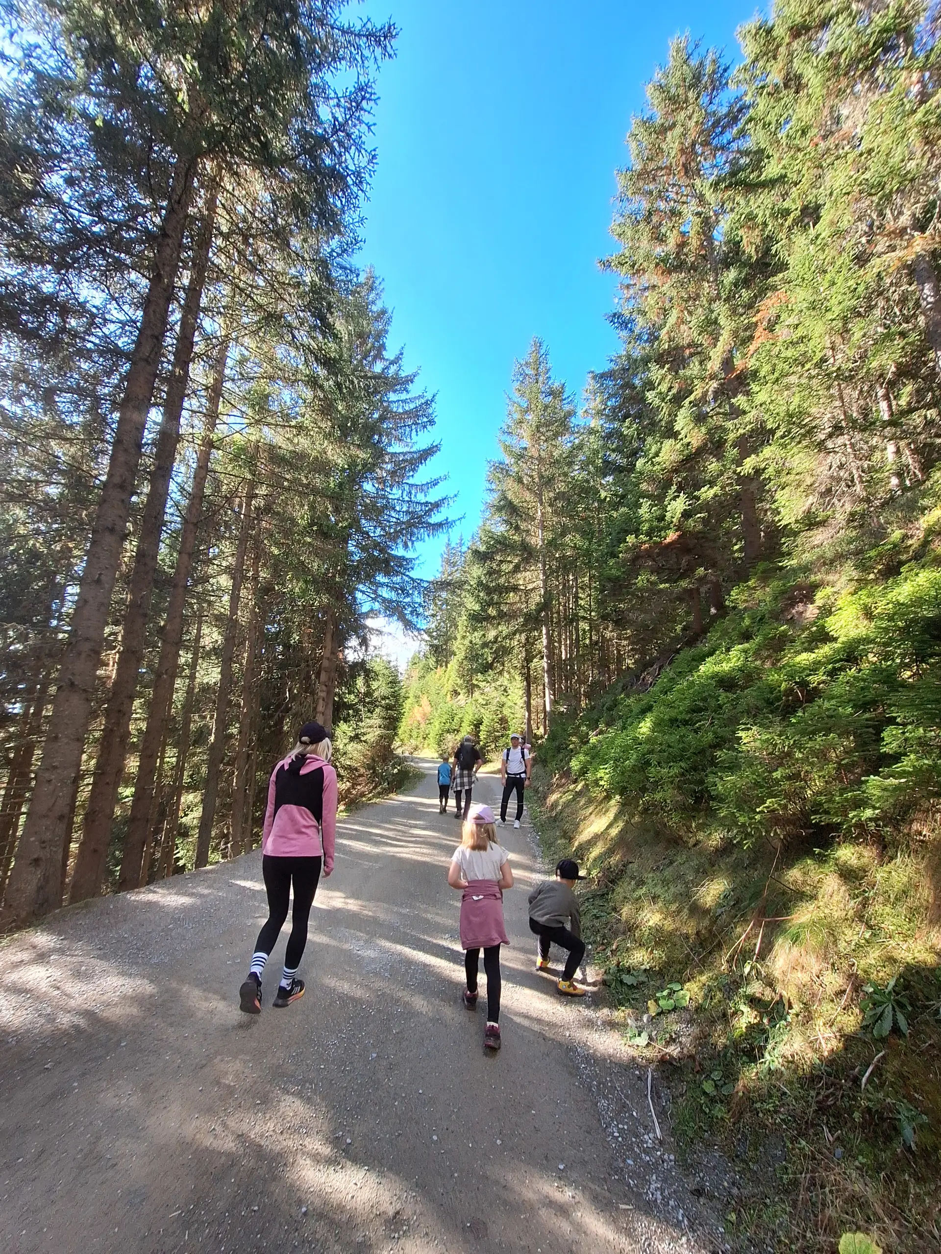 Wanderer auf einem Waldweg unter blauem Himmel.