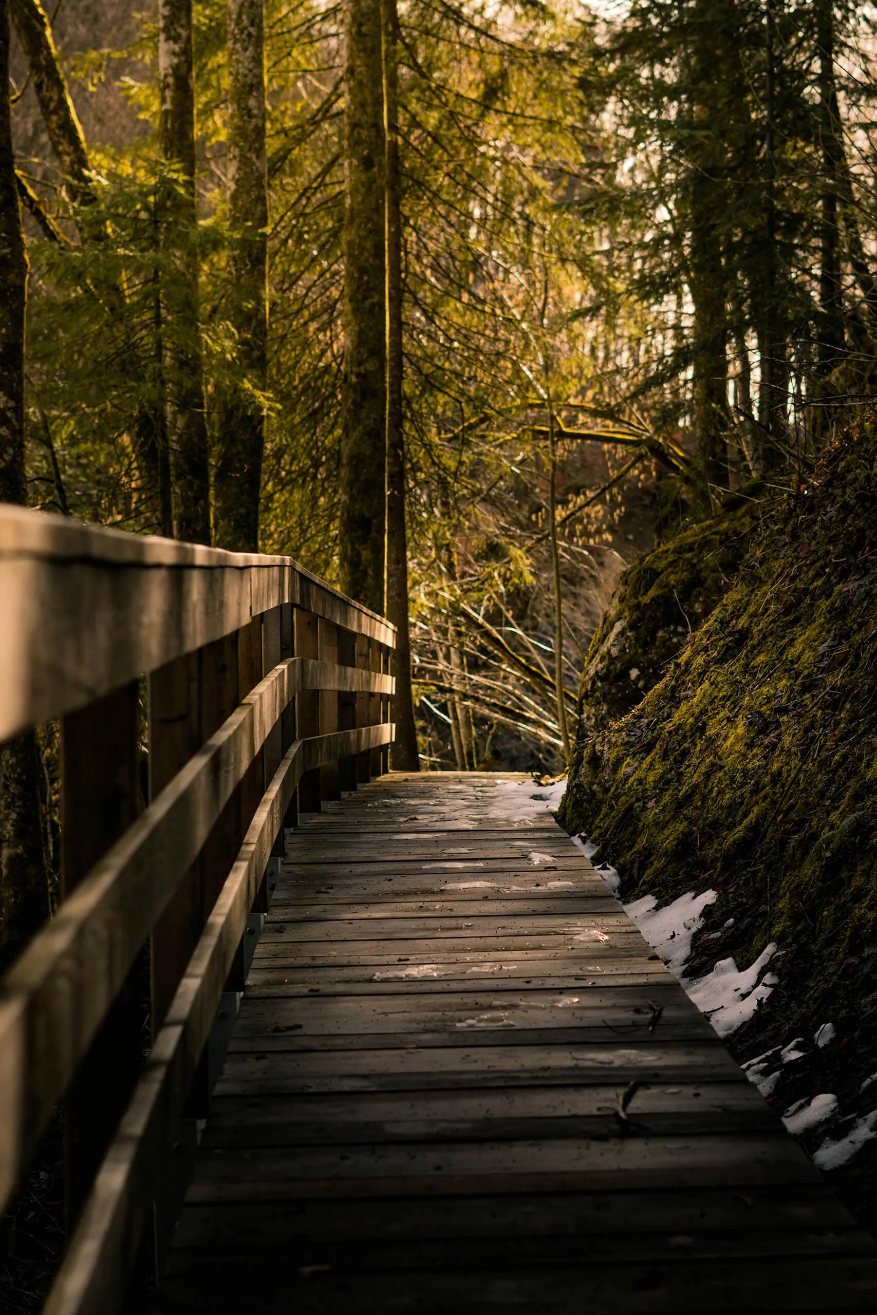 Idyllischer Wanderweg durch den Wald &ndash; Naturerlebnis beim Sommerurlaub in Flachauwinkl im Salzburger Land